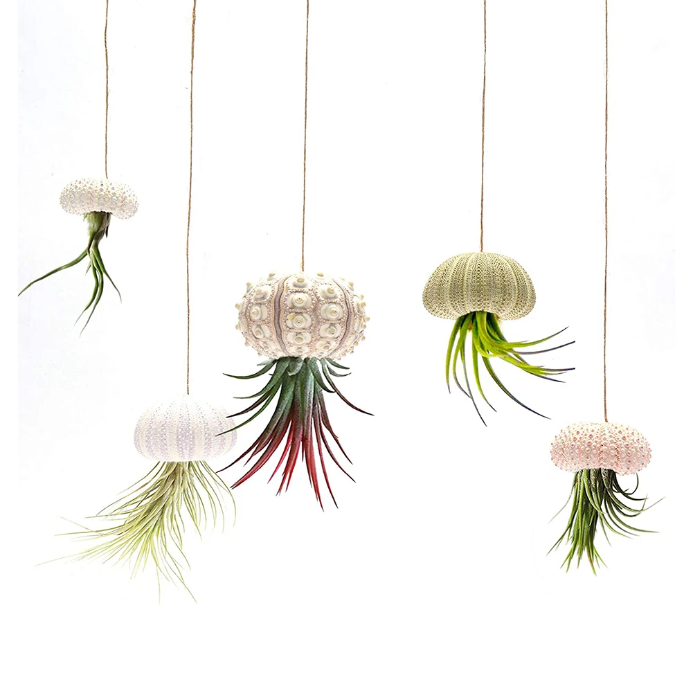 Natural Sea Urchin Shell for Decoration Conch Tillandsia Potted Plant Coquillage Undefined Home Decoration Accessories view 3
