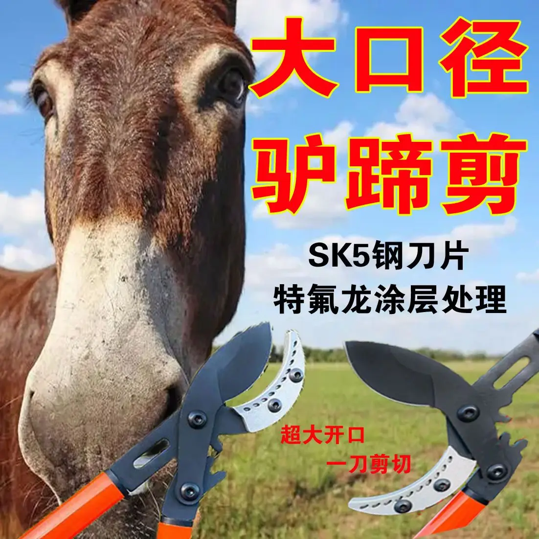 Donkey hoof pruning, animal hoof pruning, hoof pruning, diseased hoof pruning, and hoof pruning scissors