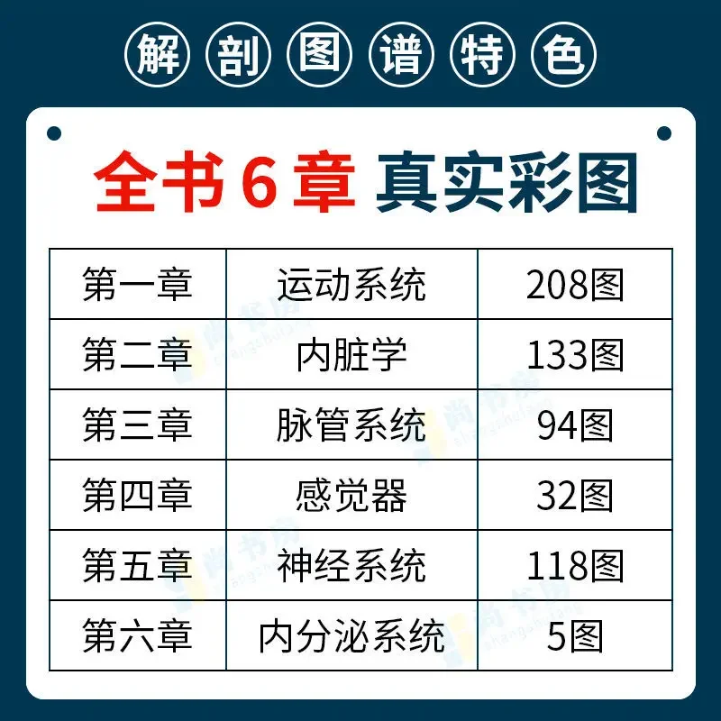 人体の解剖学と縫合糸ブック、本体構造ブック、フルカラー、中国語、英語、ロゴ図薬、1個