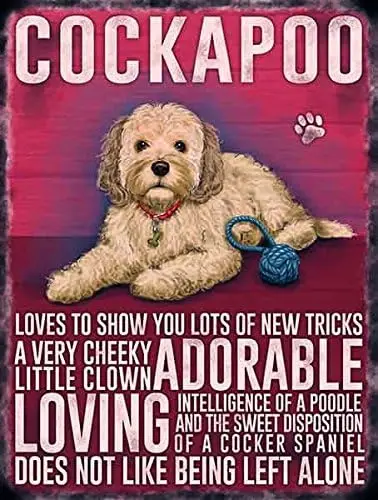 Cream Cockapoo Dog Metal Wall Sign - Adorable, Loving, Cheeky. sign sign sign
