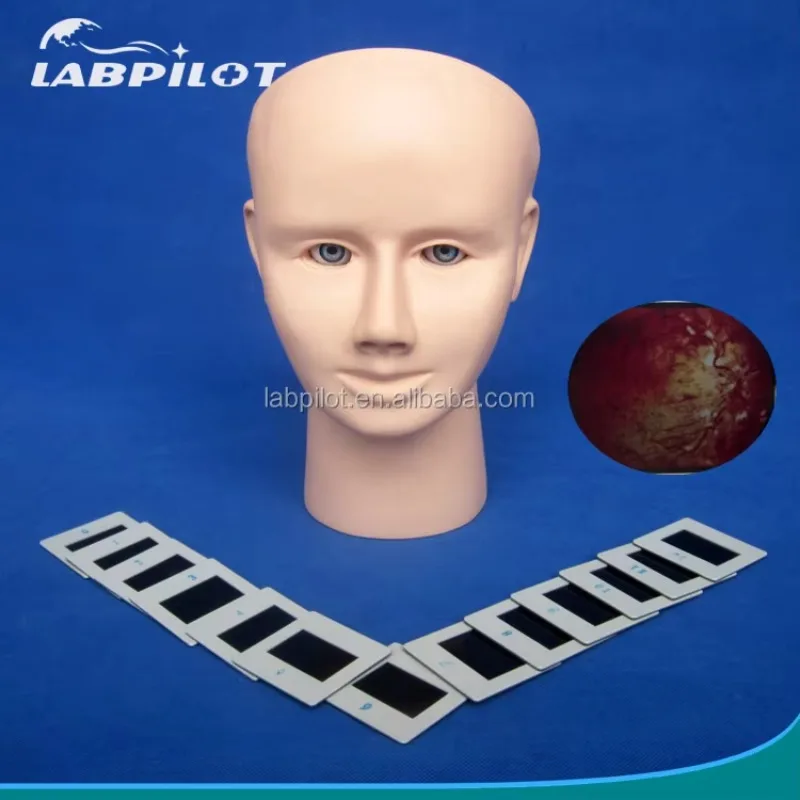 

unique Advanced Human Eye Examination Training Simulator Retinopathy Fundus Model