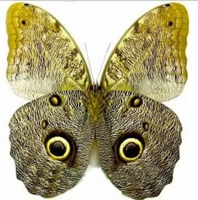 1PCS Natural Real Natural Unmounted Butterfly Specimen Artwork Material Colorful Mixed Le Papillon Home Decoration DIY  Statue