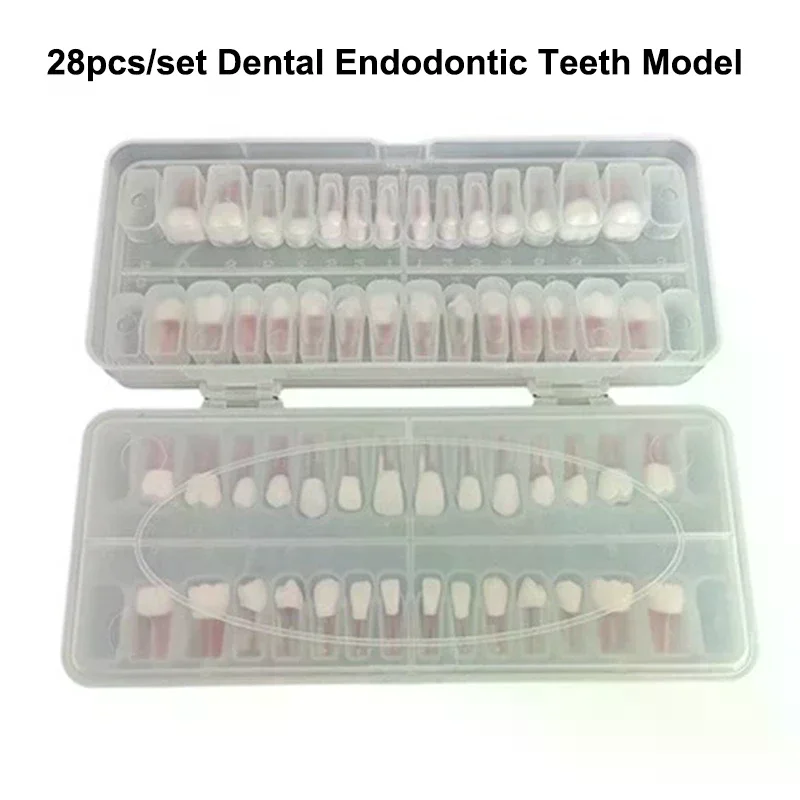 

28 шт./компл., стоматологическая эндодонтическая модель зубов, полный рот, тренировка корневых каналов, учебная модель, эндодонтический блок для зубов, обучение