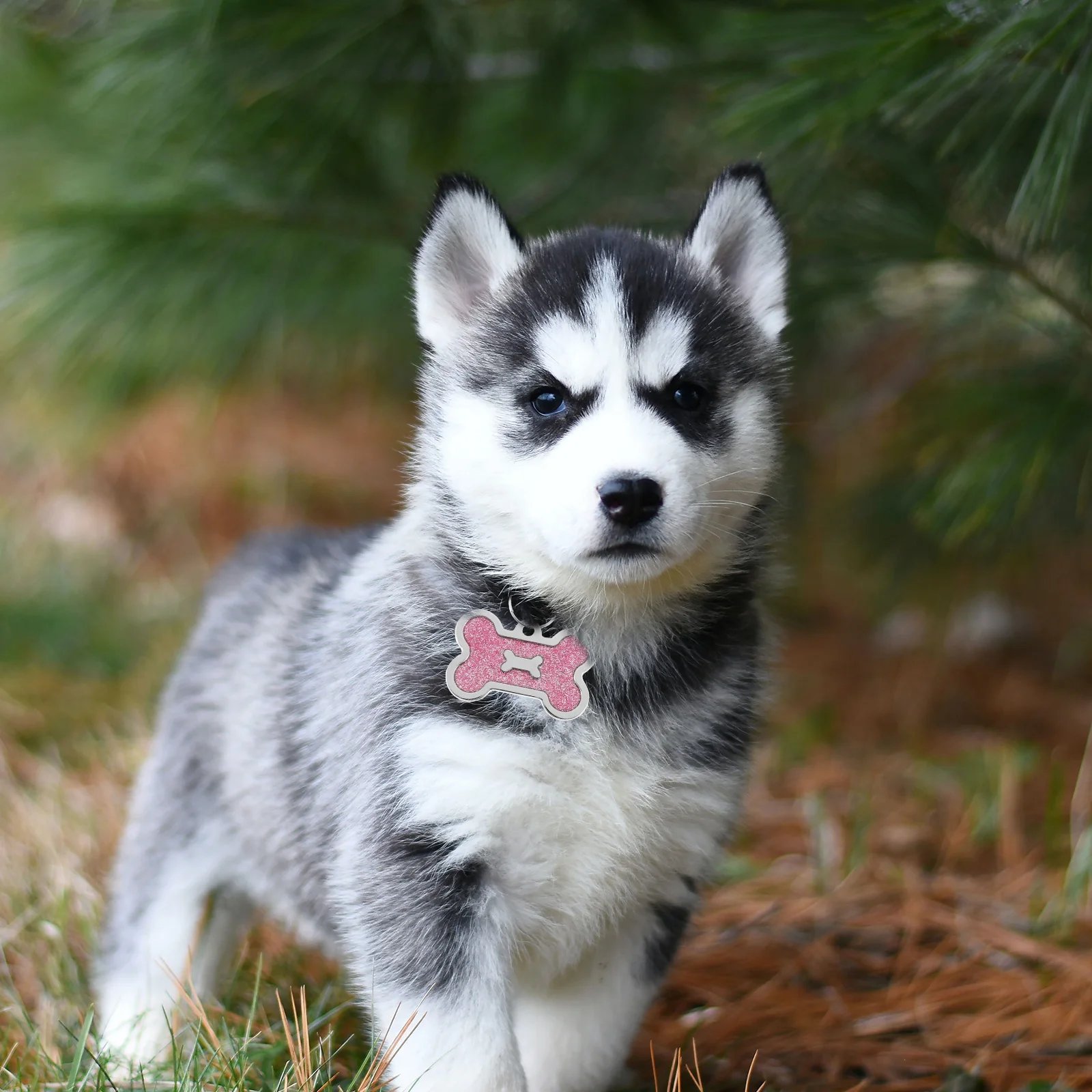 

8 Pcs Pet ID Tag Dog Label Tags for Pets Information Zinc Alloy Collar Bone Shape