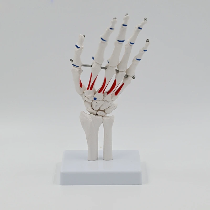 Hand Skeleton Model with Wrist Ulnaand Radius Life Size Skeletal Hand Model Medicals Model Hand Joint Model for School