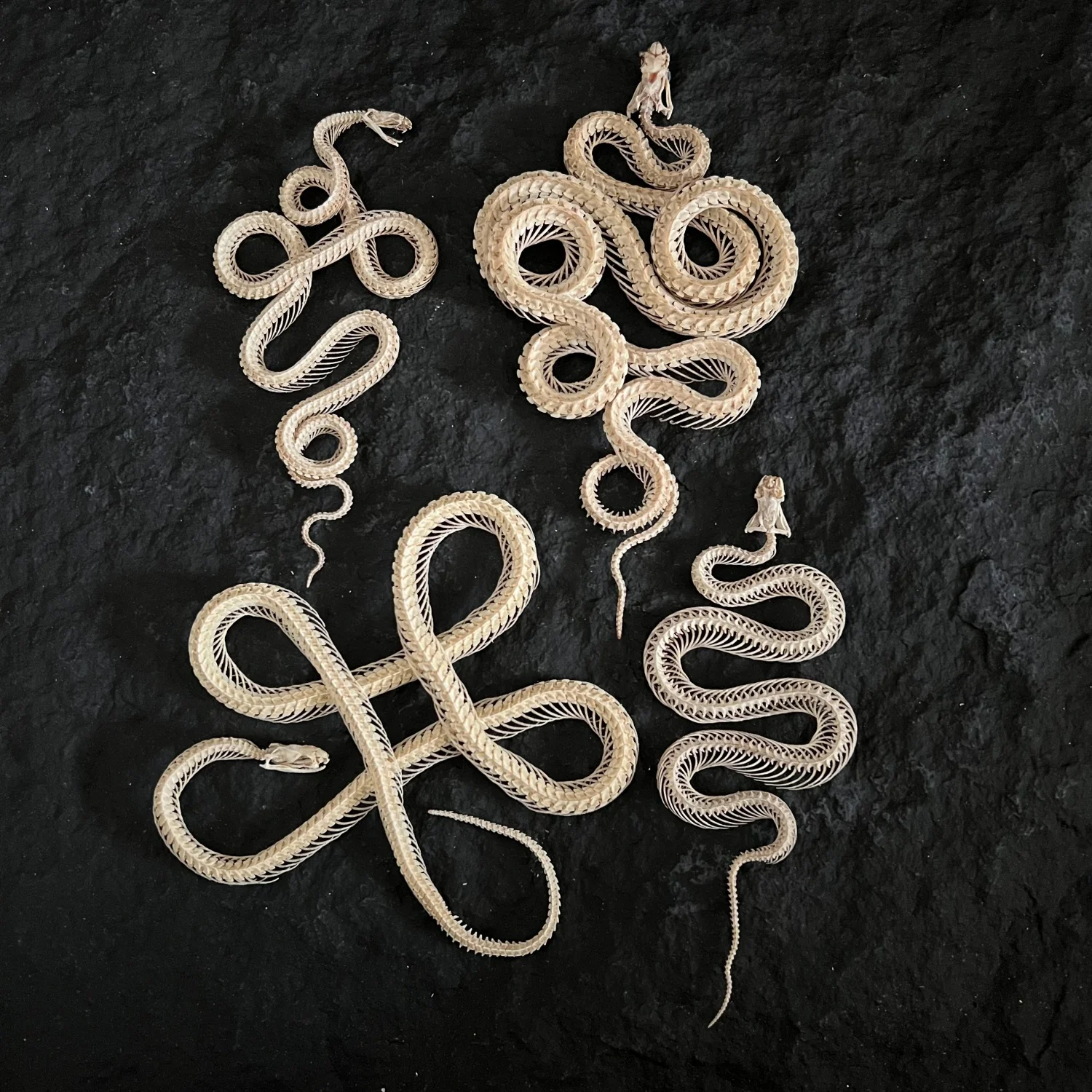 

Real Snake Skeleton Skull Animal Specimens Decor - Model Animals Bones Specimen,Taxidermy Supplies for Science Education