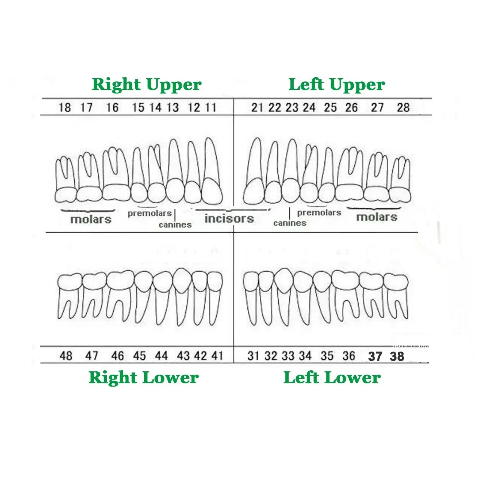 Columbia 860 Individual Teeth Dental Typodont Teeth Replacement Tooth 10pcs/lot Practice Teaching Model