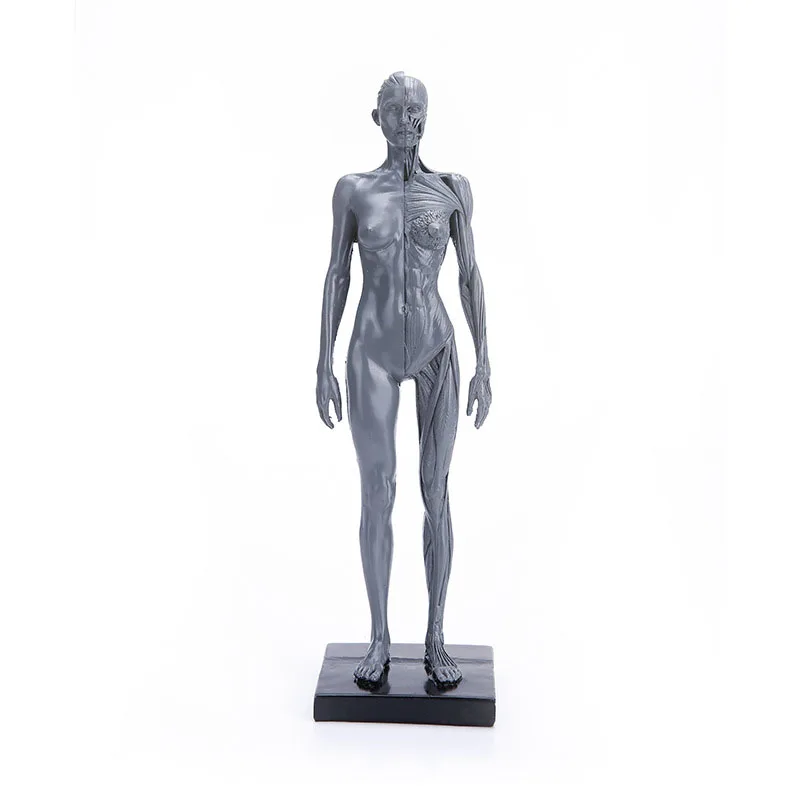 30CM Resin Female Human Anatomical Muscle Skeleton Model of Art Anatomy Figurine(Grey)