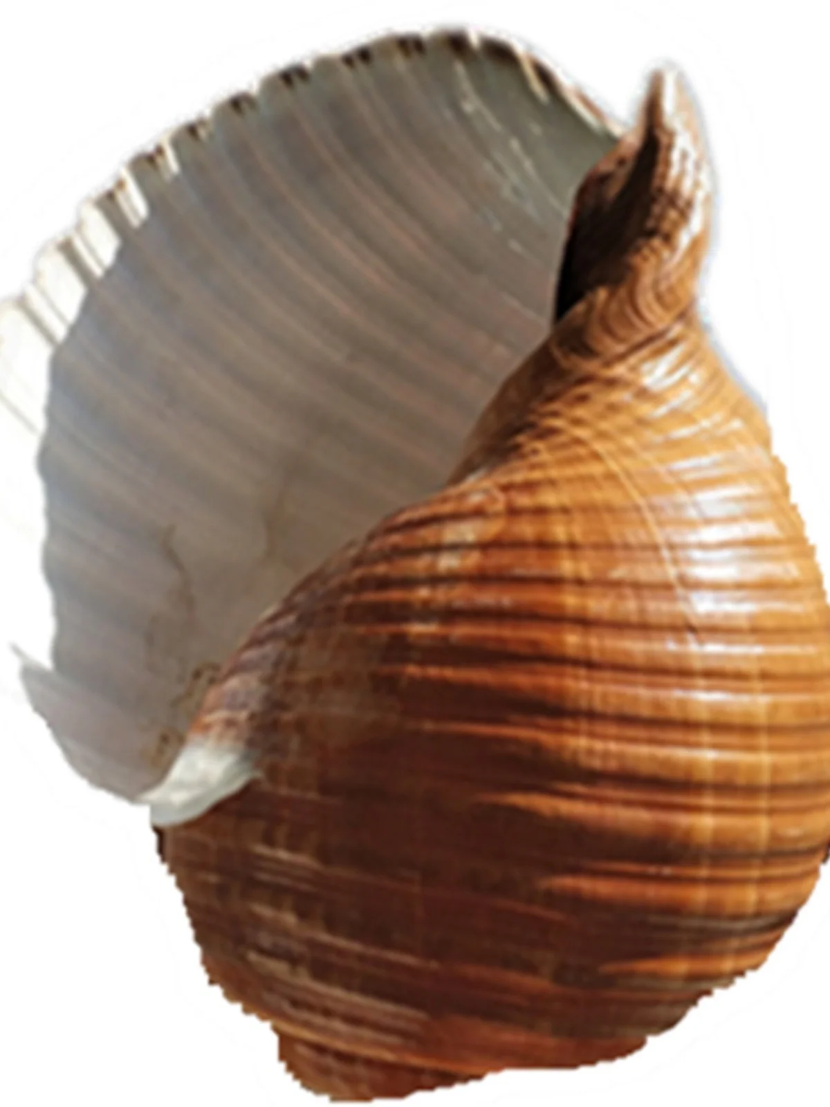 Natural Giant Striped, Black Spoon, Chestnut Zebra Conches - Ideal for Aquarium Scenery, Hiding Spots, Bonsai Decor view 5