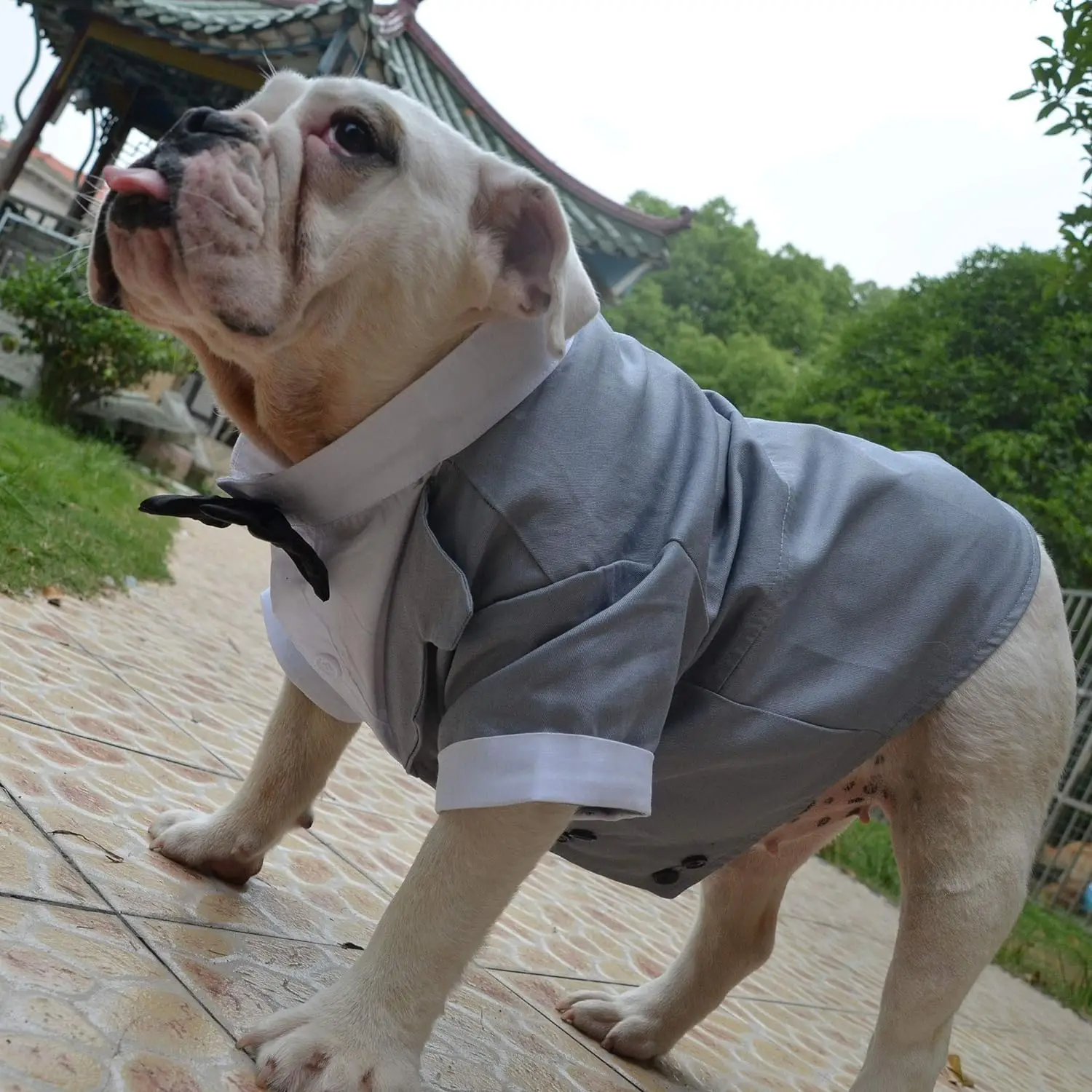 Formal Tuxedo Costume with Bow Tie for Dogs, Dog Suit, French Bulldog, English Bulldog, American Pit Bull