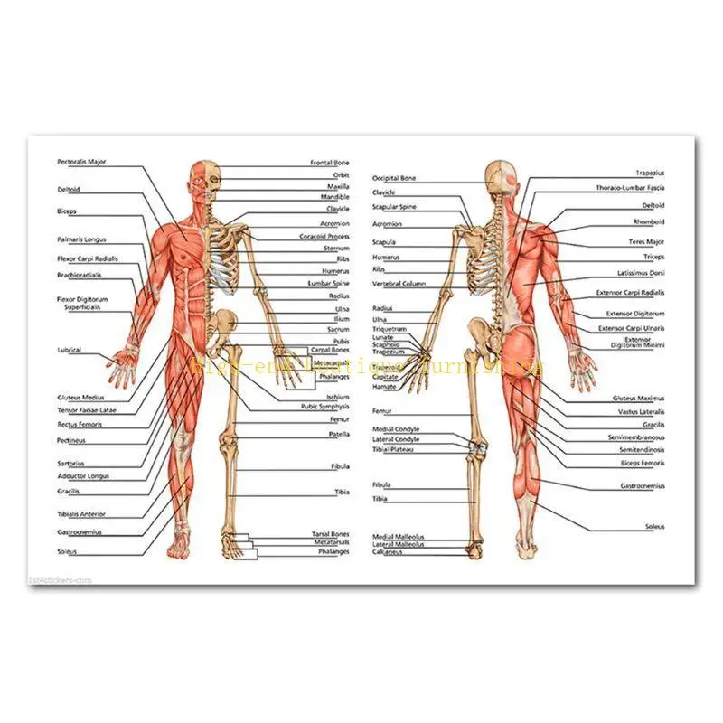 L9NB Anatomical Poster Set Laminated Muscular, Skeletal, Digestive, Respiratory