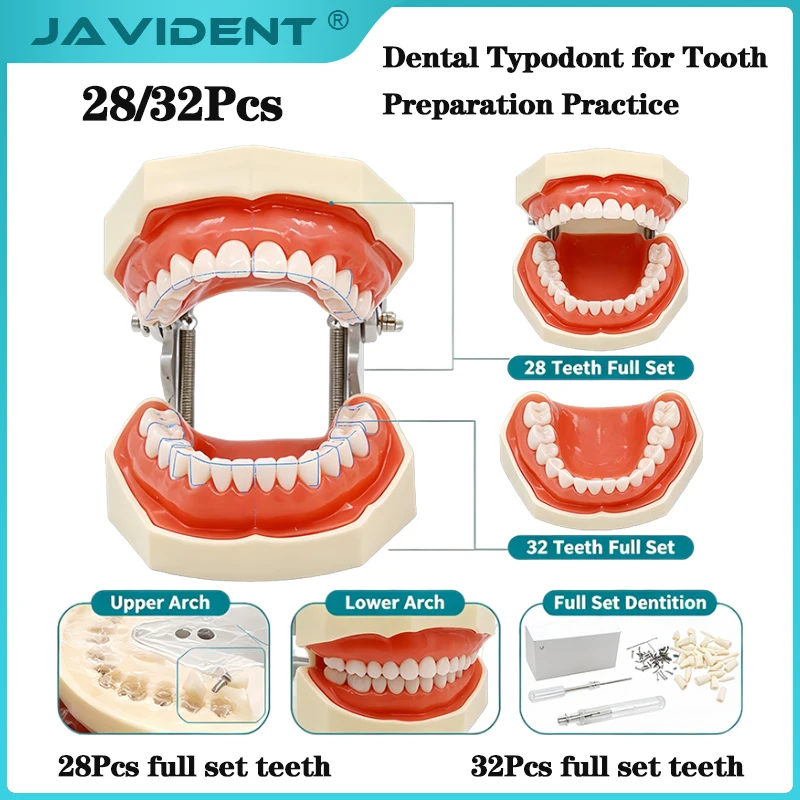 28/32 Teeth Model Dental Teaching Model Soft Gum Typodont Teeth Model Dentist Technician Practice Training Demonstration