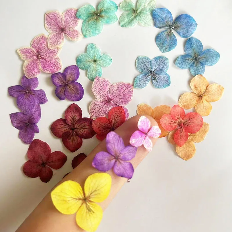 

120 Anna Hydrangea Real Flowers, Pressed Flowers, Color-Absorbing Flowers, Resin Bookmark, Photo Frame, Handmade Pressed Flower DIY Material Kit, Plant Specimen, Pressed Flowers for Nail Art, Dried Flowers