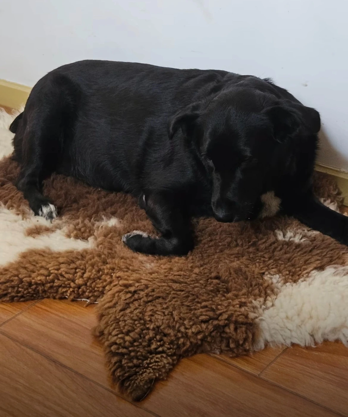 Dog Accessories Cat House Sofa Bed Dog Kennel Bed Wool Cushion Fur All-in-one Sheepskin Cushion Natural Color Fur