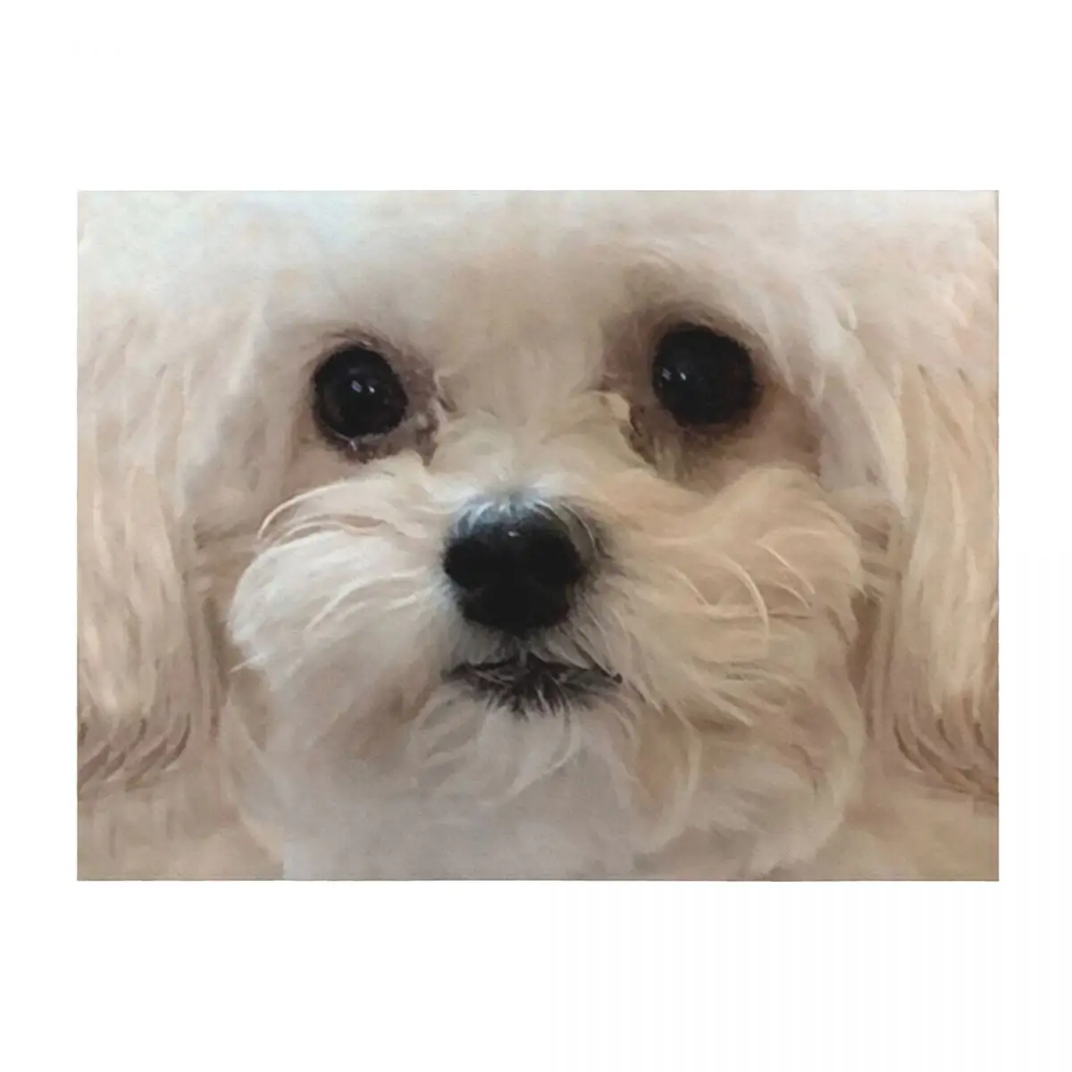 

Maltipoo sweetheart with long silky white hair. Throw Blanket warm for winter Custom Weighted Luxury Brand Blankets