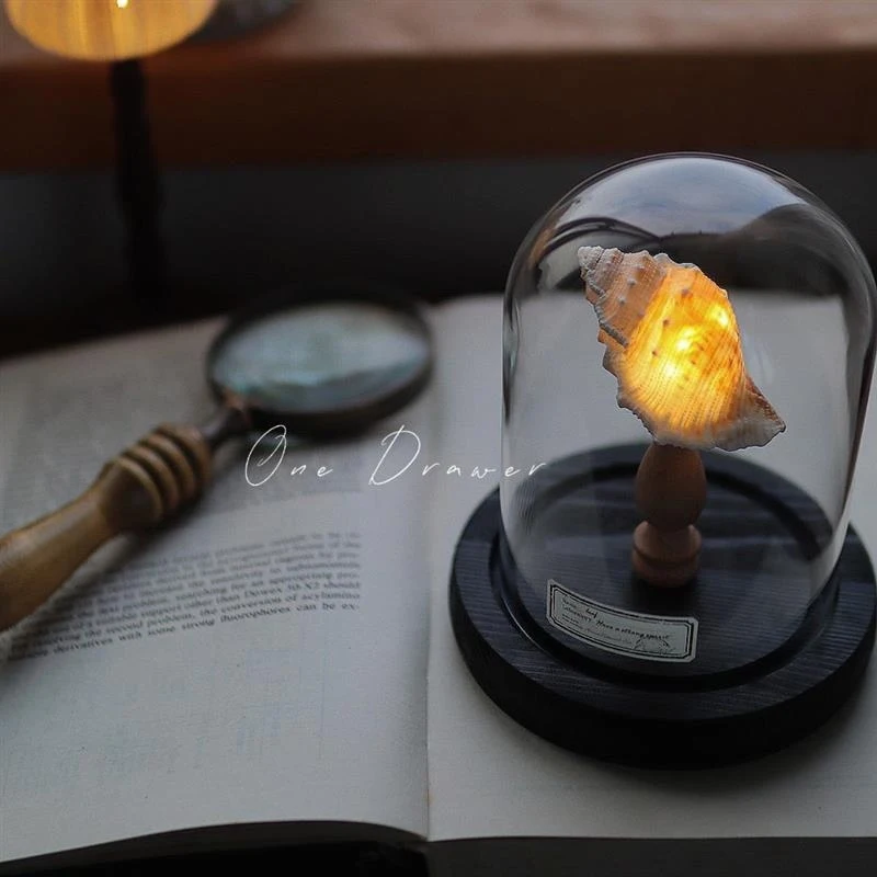Shell, sea urchin, sea snail lamp, night light ornament