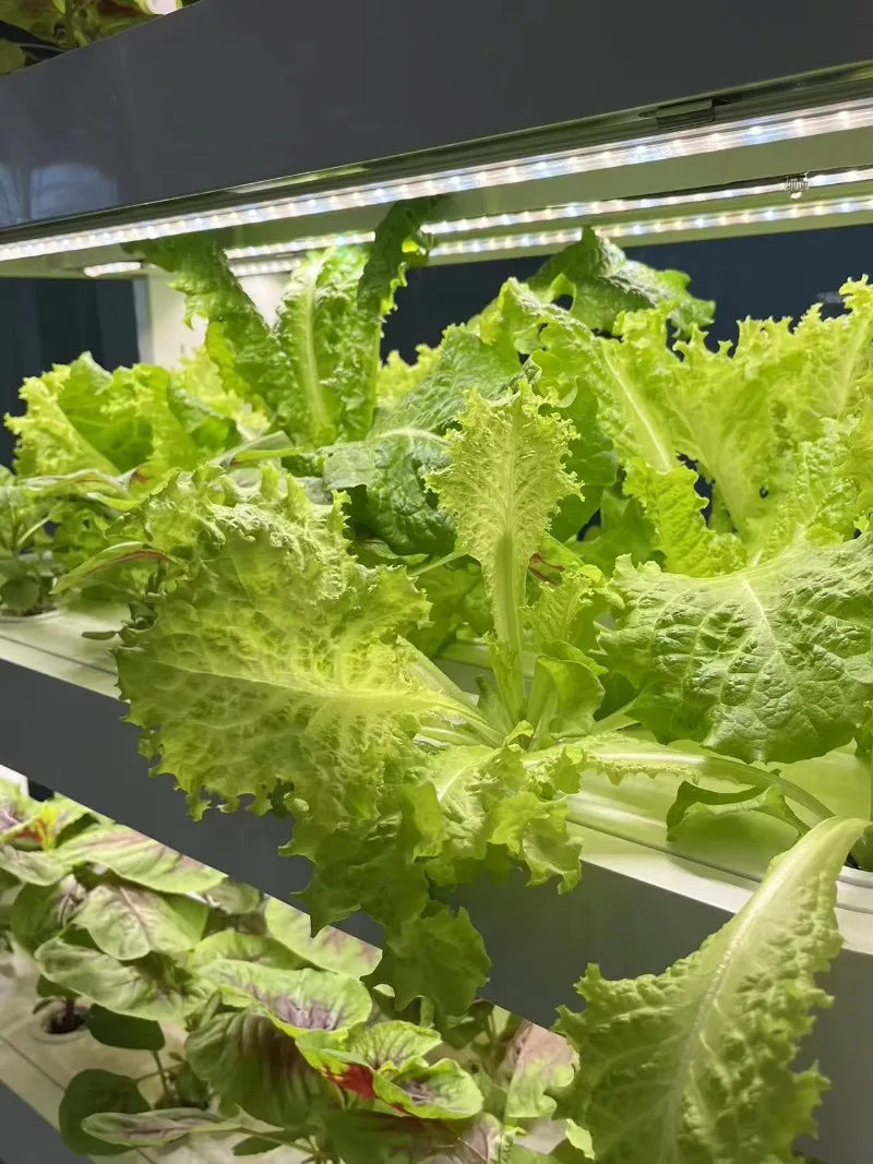 148 وعاءً نظامًا مائيًا زراعيًا ذكيًا جديدًا لزهور الخضروات