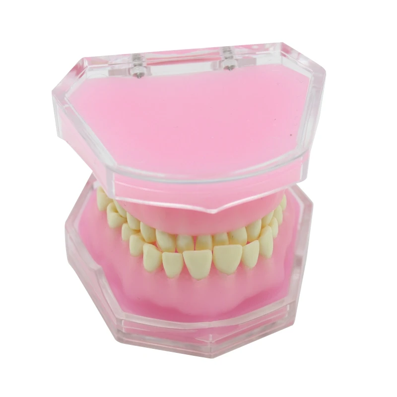 Dental Teaching Model With Removable Teeth Standard Typodont Jaw Model Soft Gum Dentistry Education Study Demonstration Models