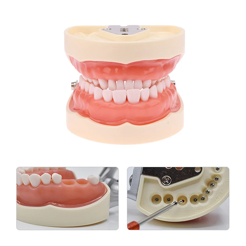 32 Teeth Dental Teaching Model Standard Dental Orthodontic Teeth Model For Dentistry Education Study