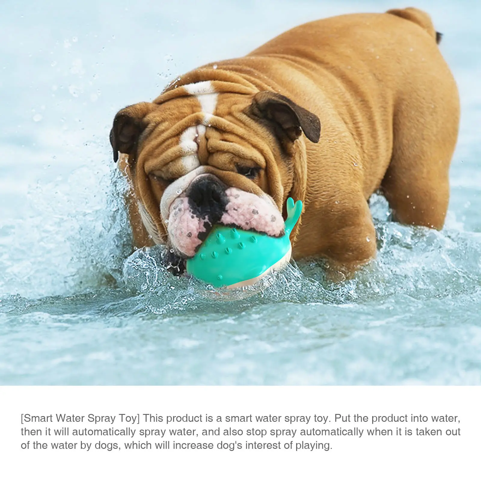 Pet Swimming Pool F… - image