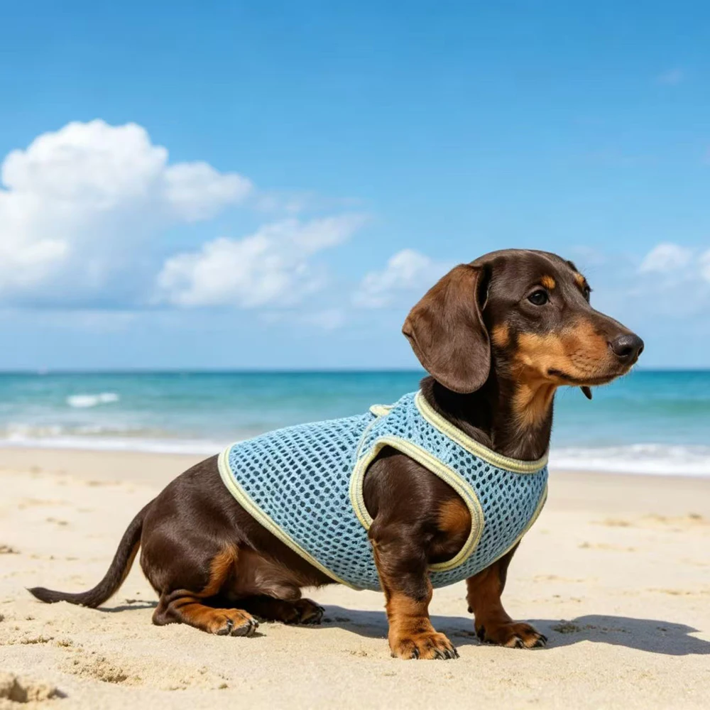 Camiseta verano Dachshund – Malla transpirable azul y rosa - imagen 5