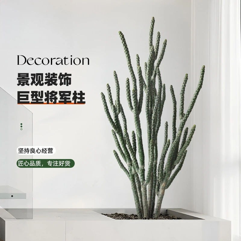 

Физическая стрельба крупномасштабная имитация кактуса, искусственная зеленая растения, имитация растения, сцена в пустыне