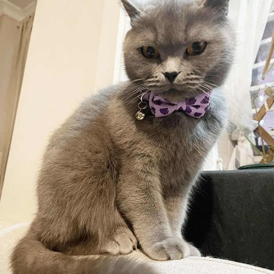 Fruit Cat Tuxedo Collar Gato Bandana Bow Tie Bowknot Collier Chain Dog Bowtie Pet Collars Quick Release for Birthday Formal Suit