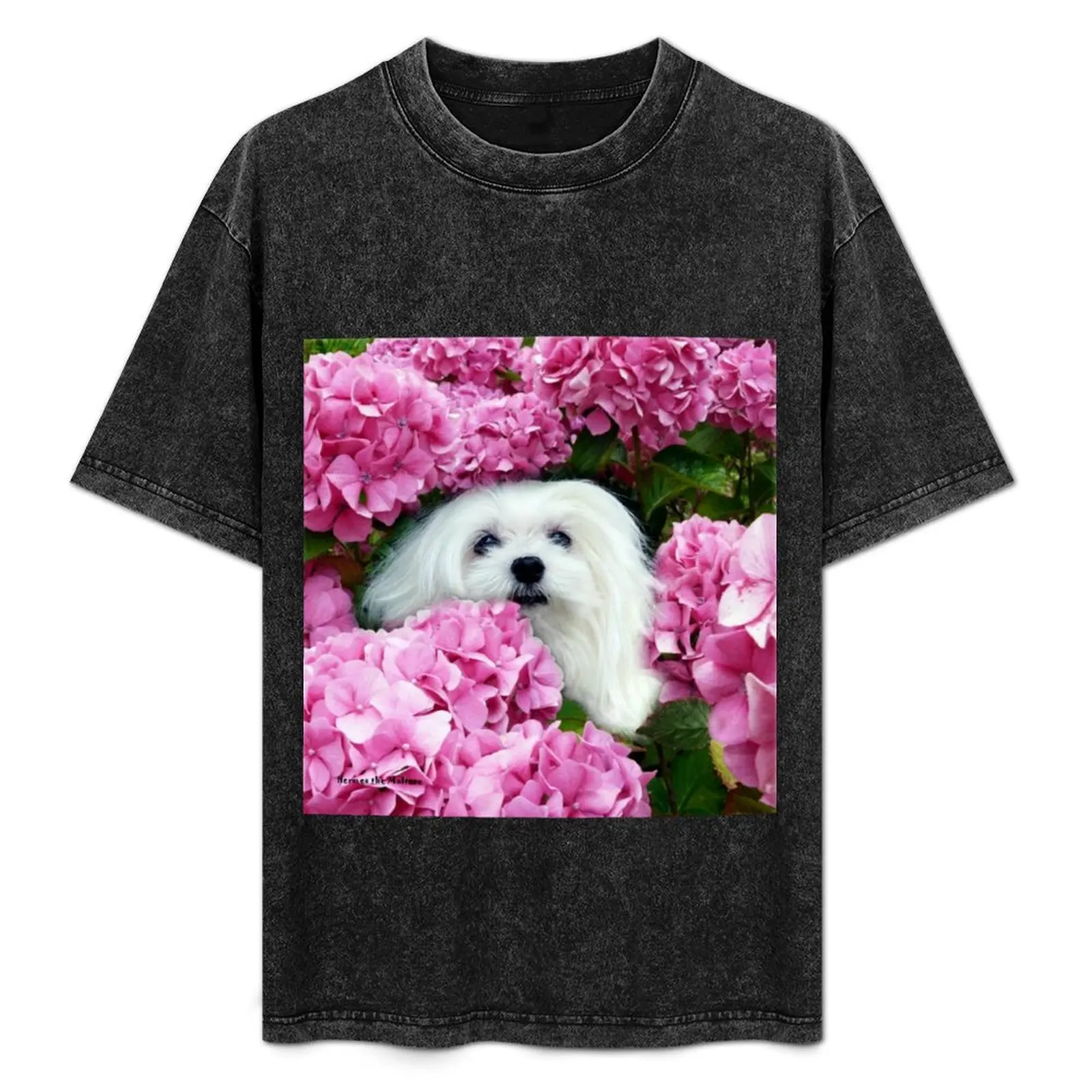 

Snowdrop the Maltese - Cheeky Face ! T-Shirt Classic Print Short Sleeve Shirt