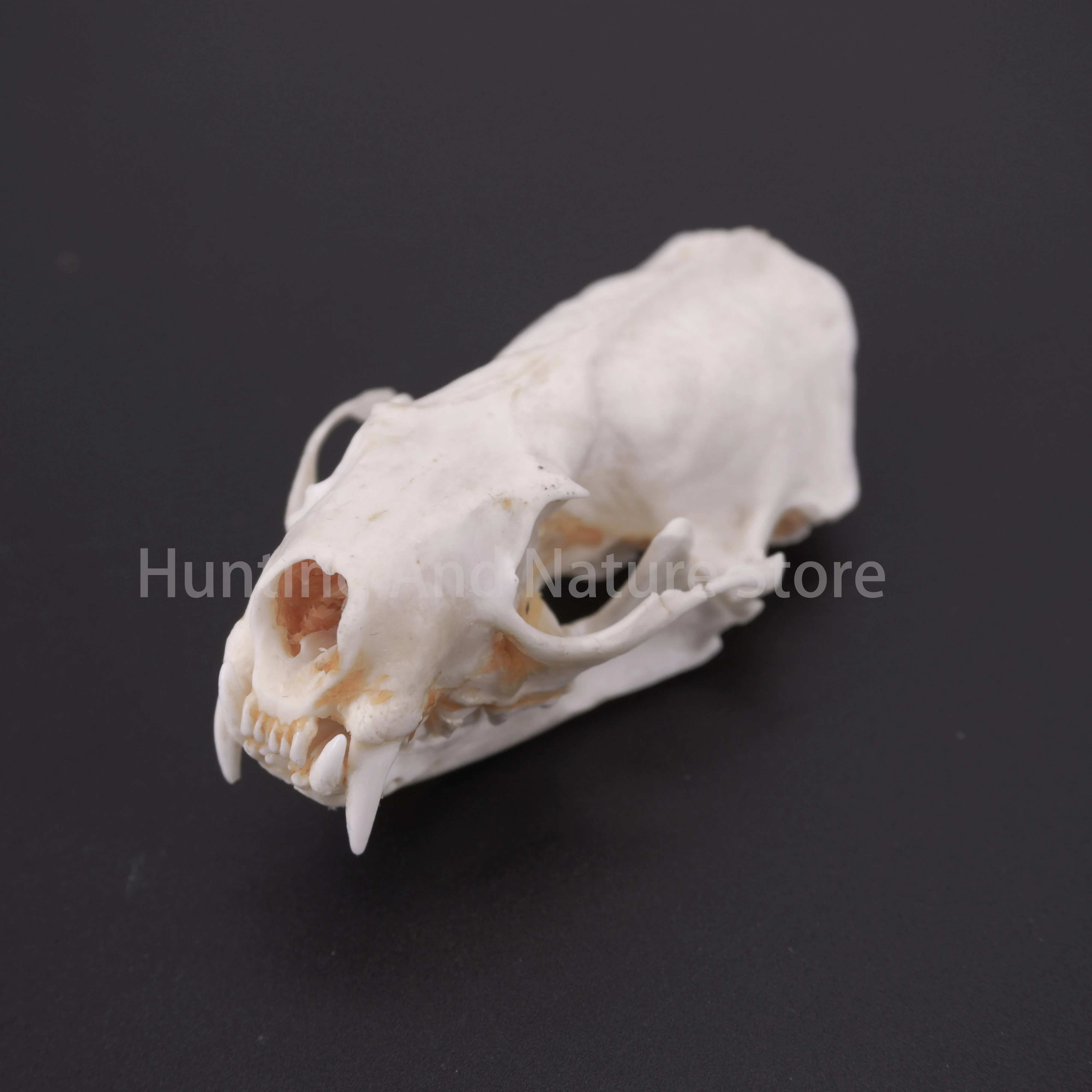 Real Mink Skull For DIY Crafts Halloween Decorations Educational Models Collectibles Real Animal Skeleton Specimens Unique Gifts