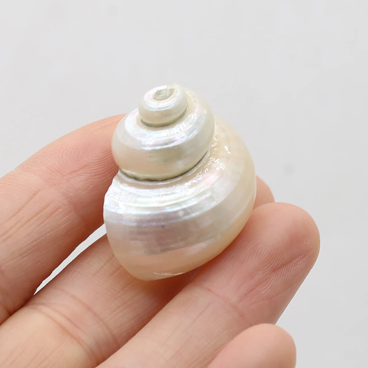 AAA Natural White Conch Shell Ornaments, Multipurpose Accessories for Handmade Jewelry Craft and Household Aquarium Decoration