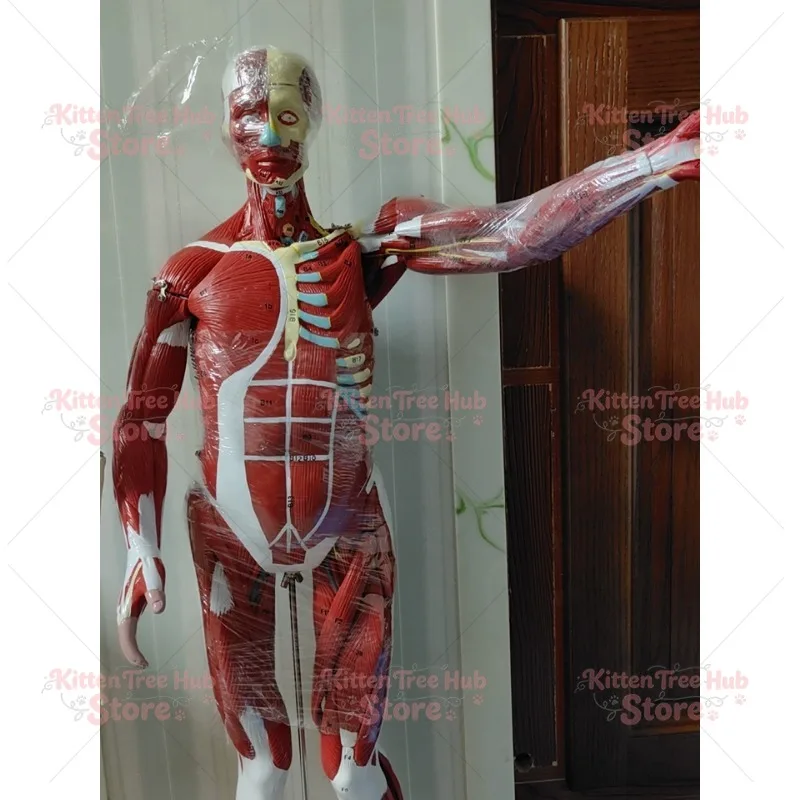 85CM Male Human Muscle Model 27 Parts Medical Anatomical Educational Teaching Model