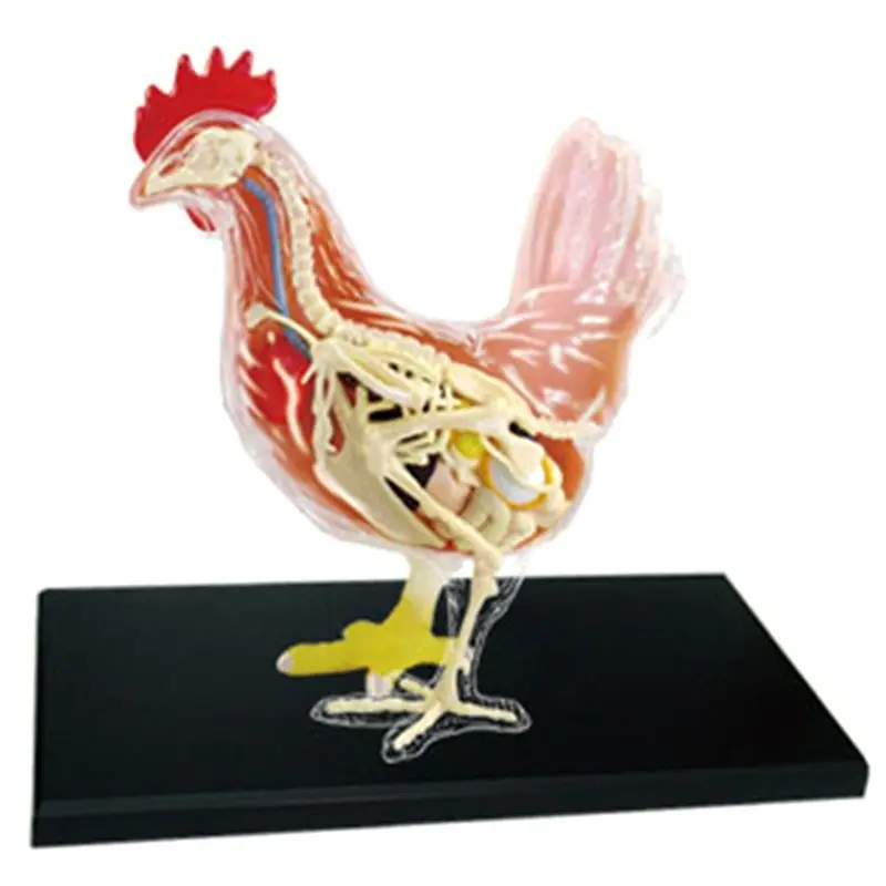 【CYBER MONDAY】Red and White Chicken 4D Master Puzzle Assembling Toy Animal Biology Organ Anatomical Teaching Model Anatomy