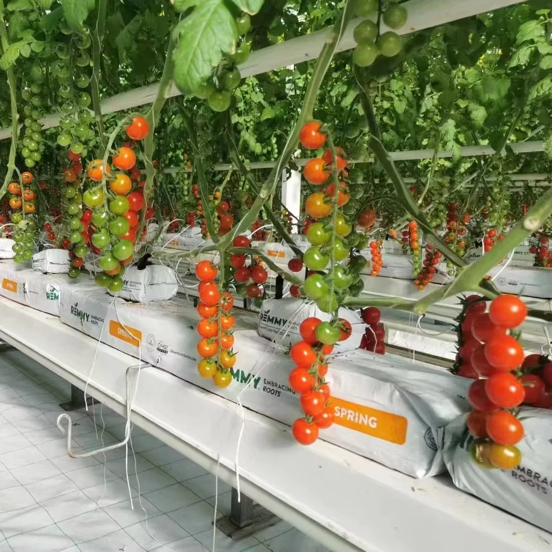 

Customized greenhouseHigh-Quality PO Plastic Film Greenhouse for Tomato Chili Cucumber Eggplant Pepper Planting Hydroponic