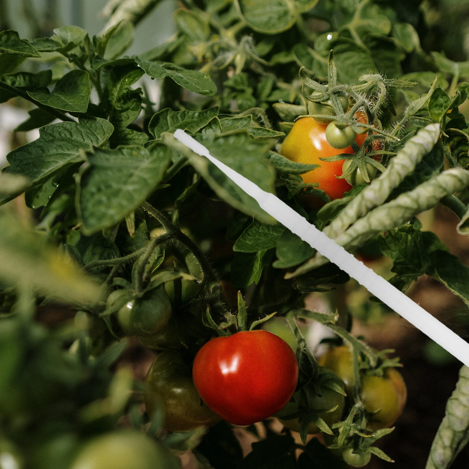 20pcs Pollinator Easy Clean Tool for Fruit Trees Plastic Brush Manual Pollinating Garden Accessory Simulated Lawn