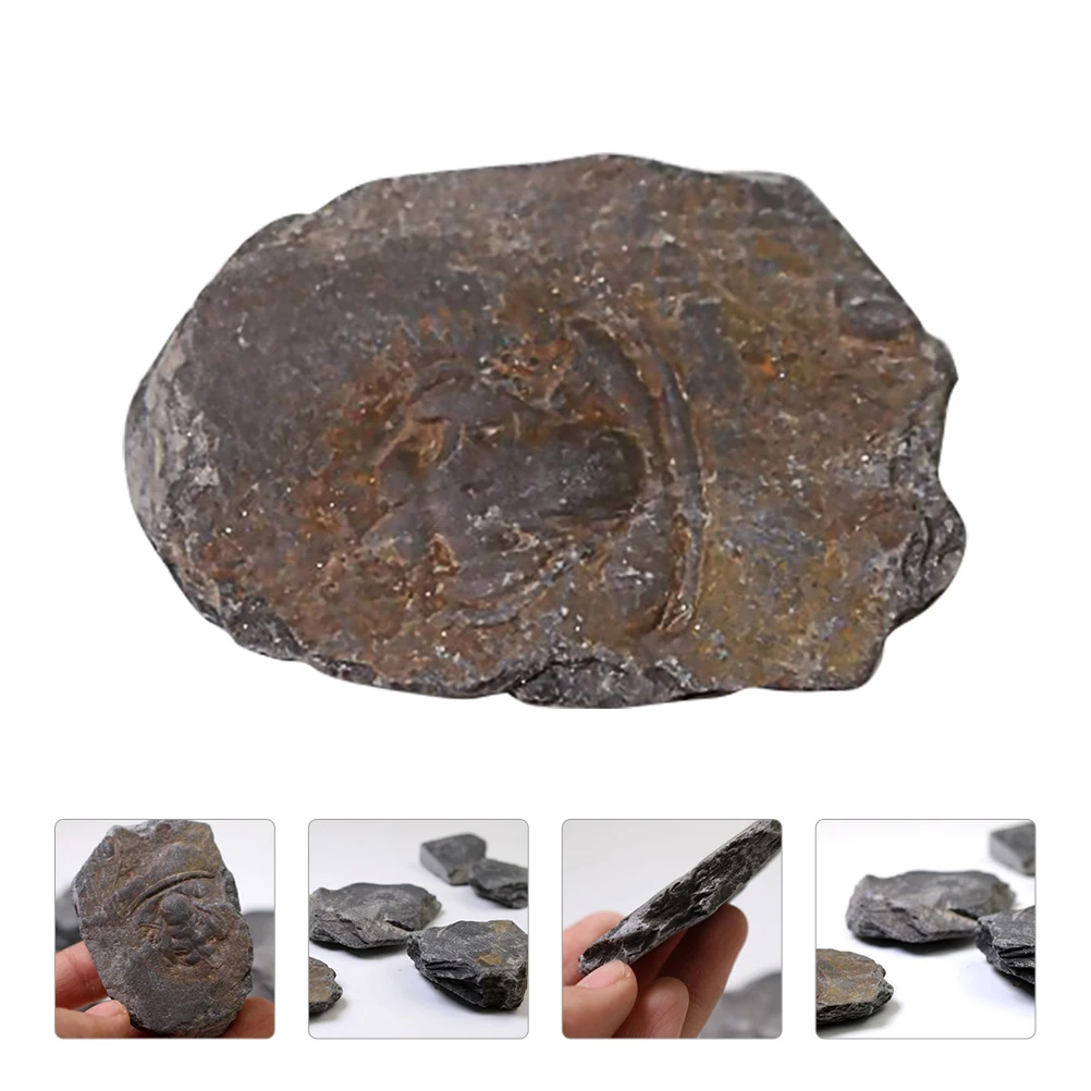 

1pc Fossilized Trilobite Specimen Educational Plaything Science Ornament Kids Desktop Decoration Teaching Tool Adornment Student