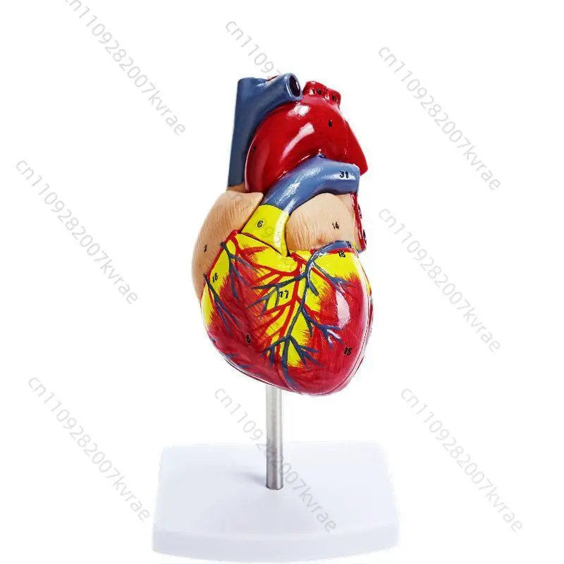 Real Scale Human Heart Silicone Training Model, Heart Tissue Science Teaching Display Tool