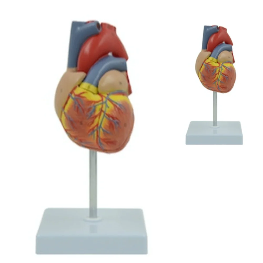 Adult Heart Anatomy Model Medical Science Human Anatomia Simulator Medical Supplies Educational Teaching Material for Medico Med