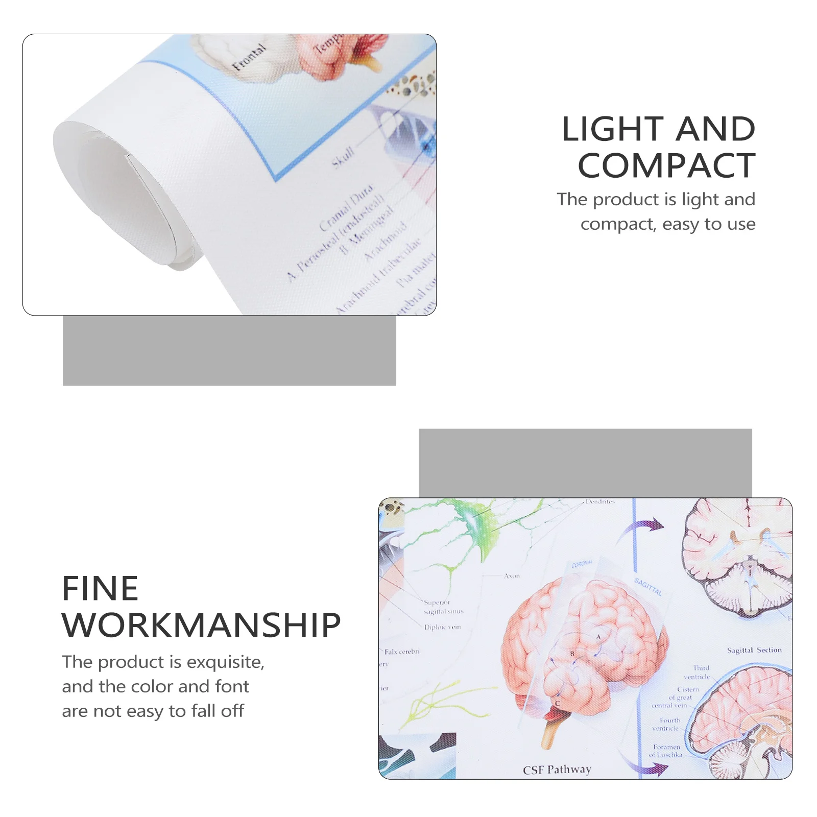 

Analysis Poster Brain Anatomy Medical Teaching Chart Human Body Anatomy Poster For School Classroom Hospital Decor