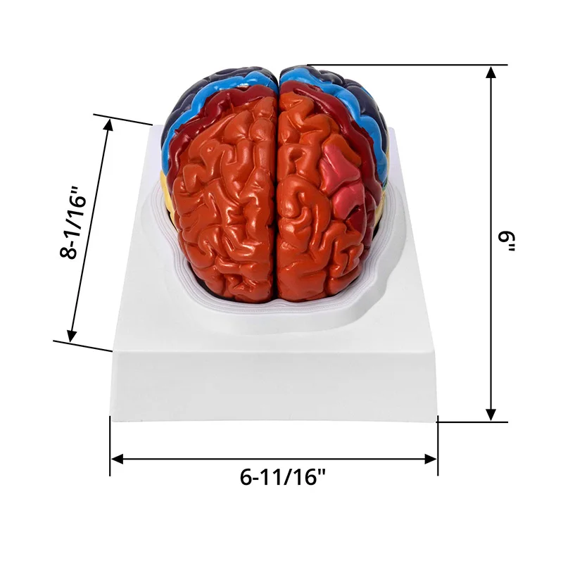 Life Size Human Brain Anatomical Model, Color-Coded Partitioned Brain, 2 Parts, Anatomically Brain Model for Science Classroom