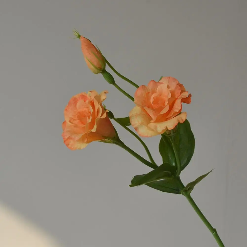 لمسة حقيقية زهور Lisianthus الاصطناعية زهور الحرير نابض بالحياة وهمية زهرة Eustoma لوازم الحفلات باقة الزفاف #2