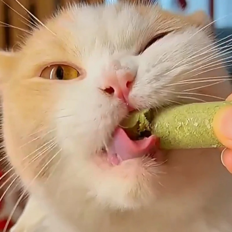 Vara grama natural pequenos animais trata brinquedo gatinho gato boca saudável mastigar brinquedo
