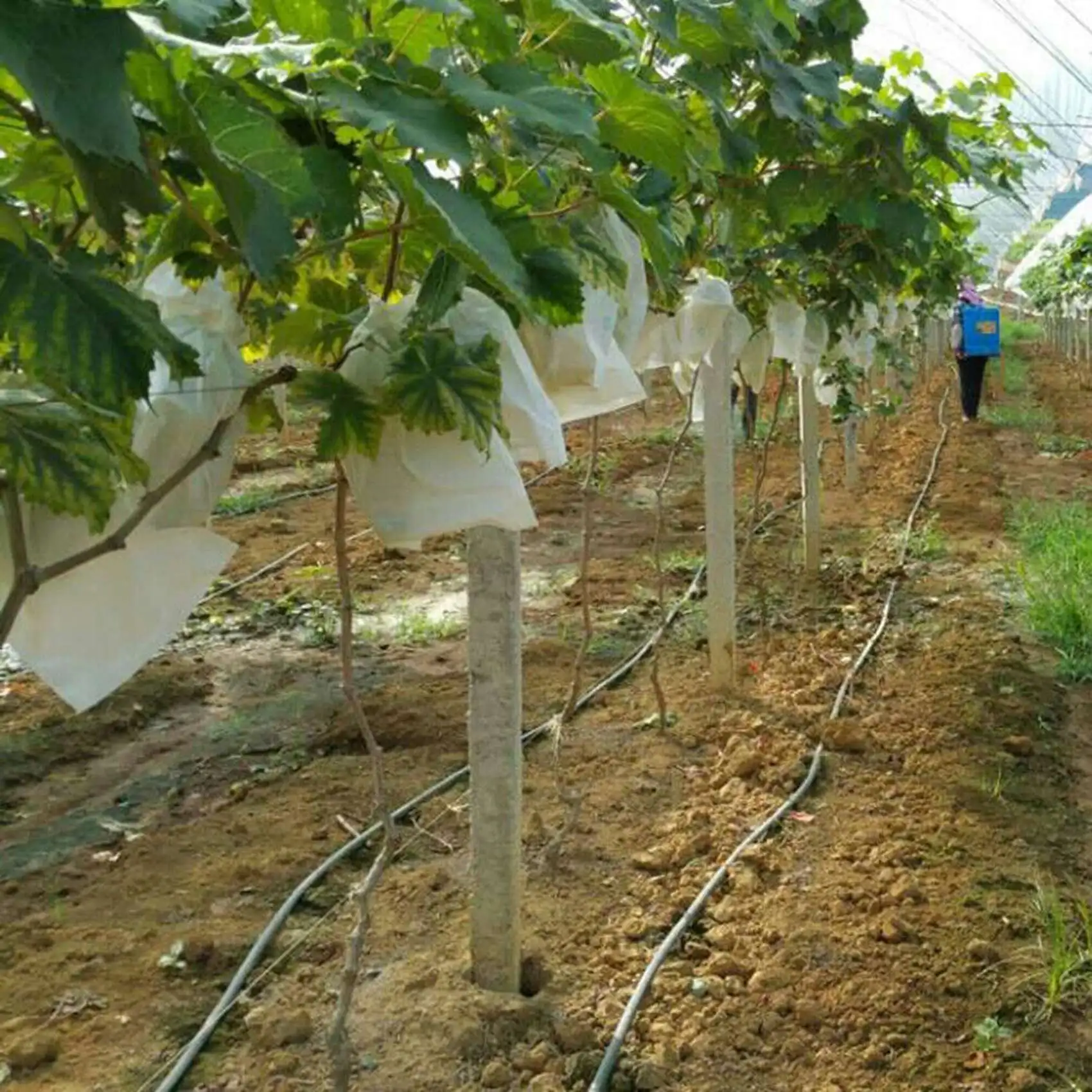 ABUH-200PCS Garden Plant Fruit Cover Protect Net Mesh Bag Against Insect Bird Pest