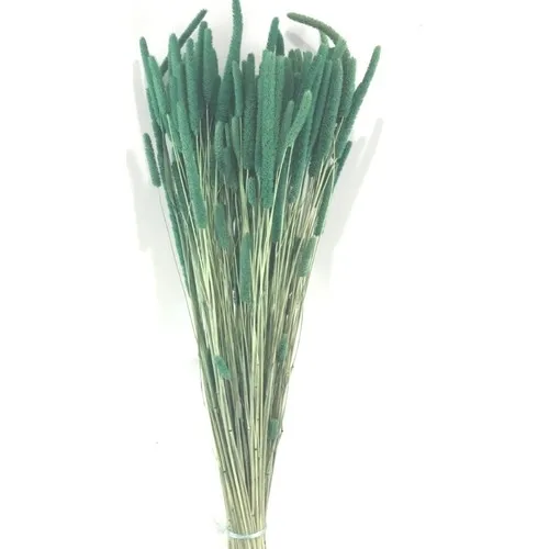 Palm Phleum Petrol Green