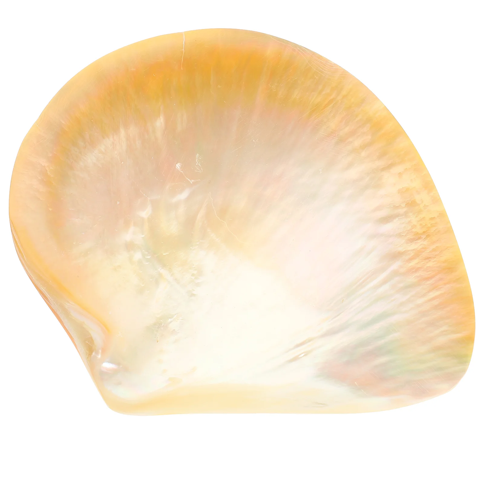 

Platters Caviar Shell Plate Tray Tableware Dessert Appetizer Plates Food Dish Mother
