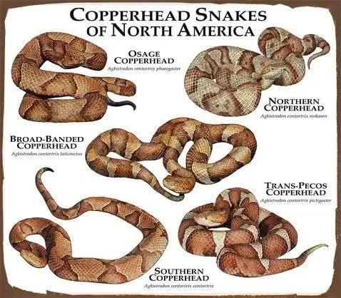 Copperhead Snakes Of North America Poster Print Field Guide Bedroom Retro Cafe Store Metal Sign 8X12 inch, TinSignEUa6160 sign