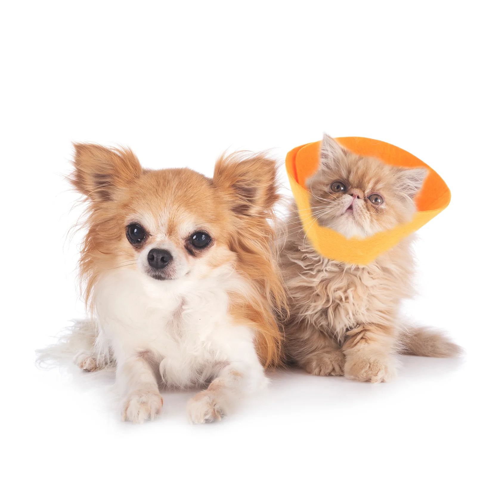 

3pcs Soft Guinea Pig Cone Collar Pet Recovery Collar Anti-Bite Breathable Waterproof For Hamster Squirrel Rat Postoperative Care