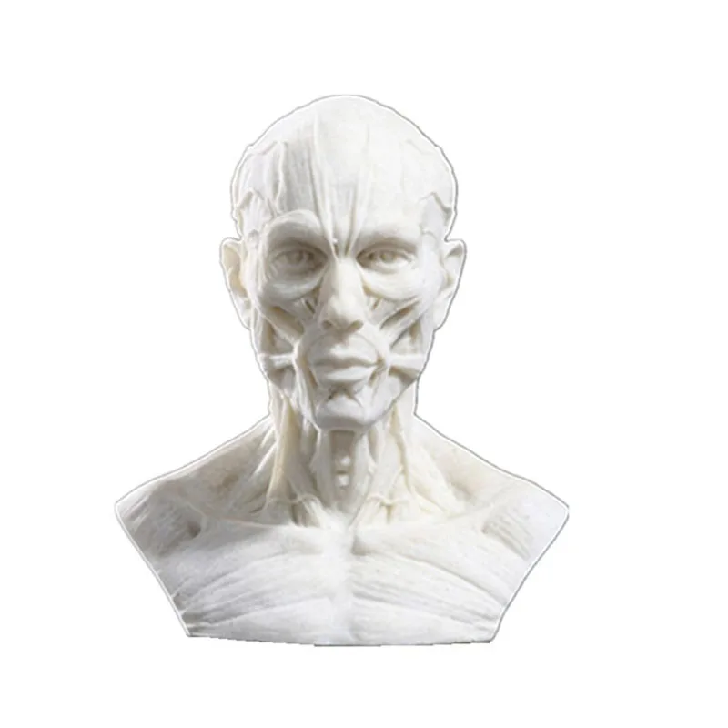 Human Muscle Skeleton Head Model Muscle Head Skull Anatomy Sculpture Art Sketch Medical Learning supplies