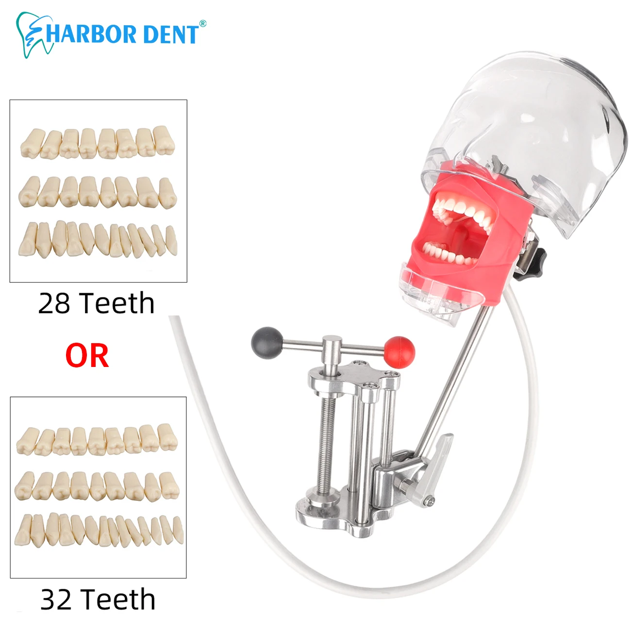 Dental Phantom Head with Teeth for Dentist Teaching Practice Training Apparatu Dentist Model Manikin Head Model Dental Simulator