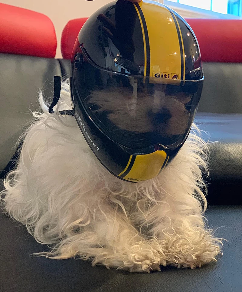 Capacete para Lulu da Pomeranian: O Que Realmente Funciona, Como Escolher e Por Que Vale a Pena?