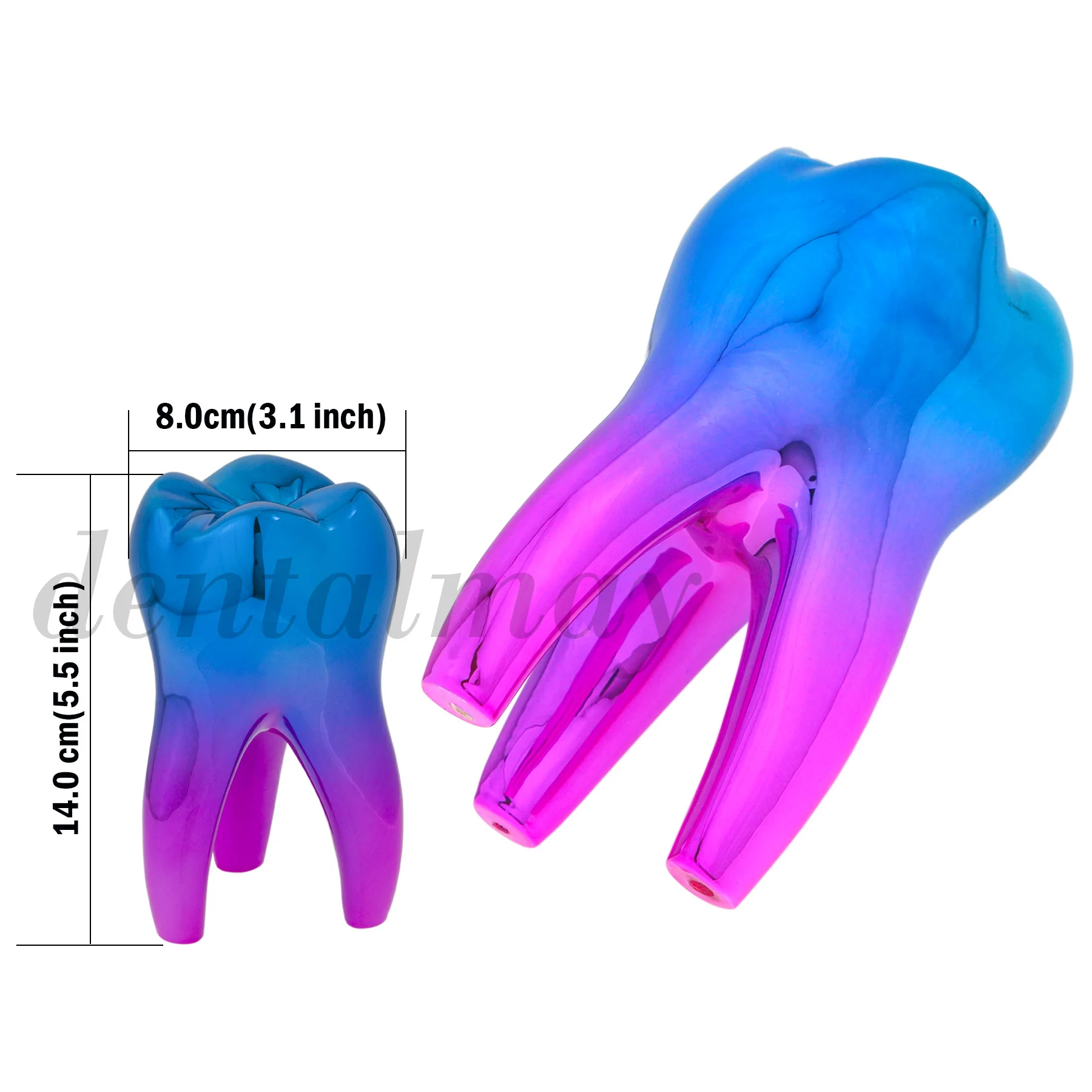 14x8cm Teeth Model Figurines Dentist Gifts Ornament Crafts Sculpture Colorful Blue